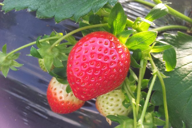 [Perfect Private Tour] Strawberry Farm & Nami Island & Lunch - Tour Overview