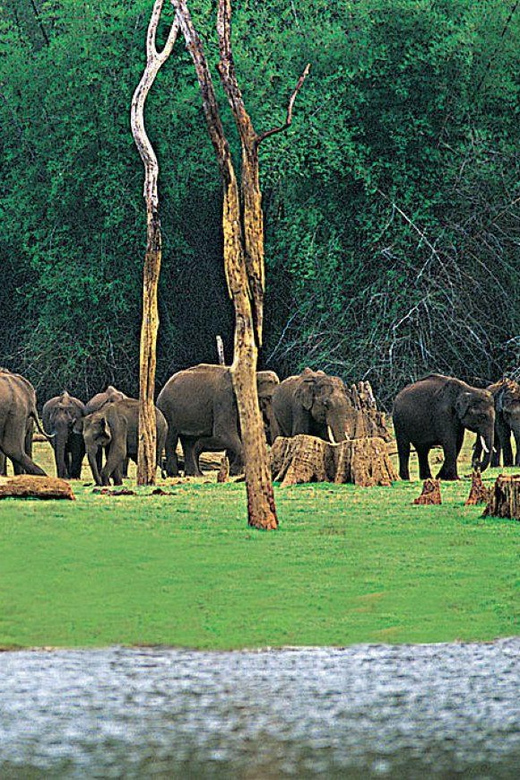 Periyar Wildlife Tour With Luxury Services (03 Days Tour)