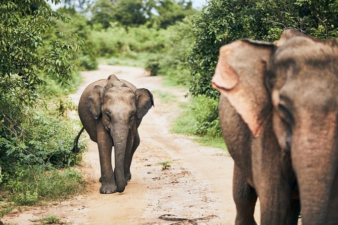 2 Best Cruises And Boat Tours In Yala National Park