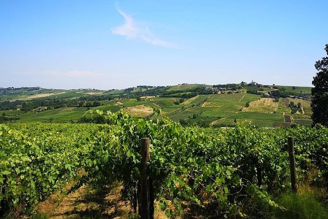 Picnic, Visit and Tasting - About Azienda Agricola Calatroni