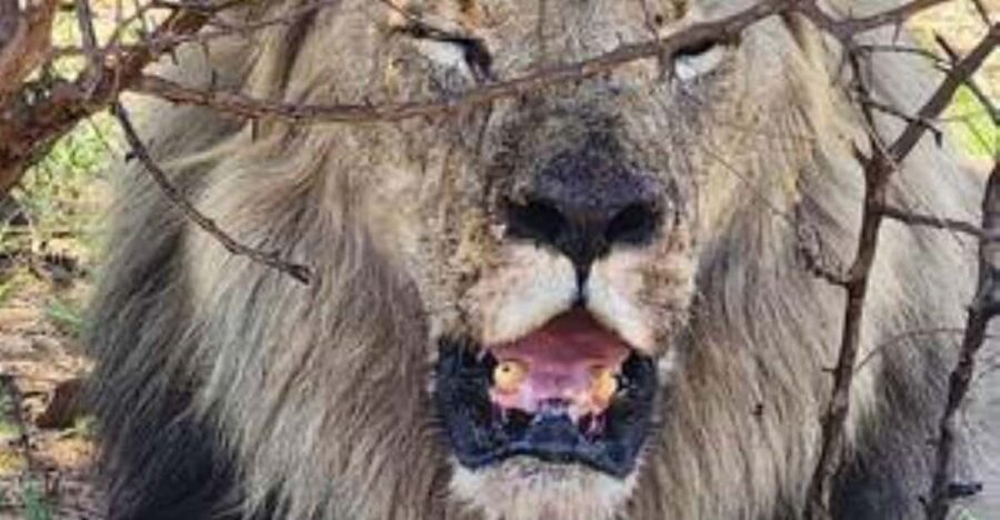 Pilanesberg : Game Drive With Lunch – Bakubung Gate