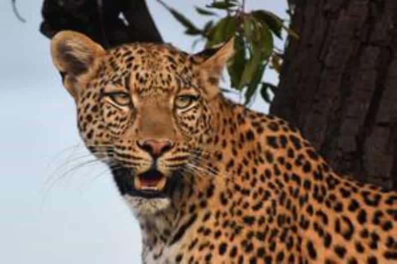 Pilanesberg : Mid Morning Game Drive