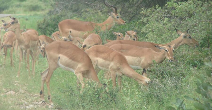 Pilanesberg National Park Day Visit