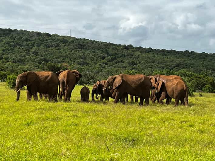 25 Best Safari Tours In Port Elizabeth