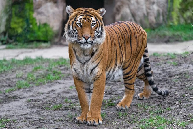 Prague Zoo Admission Ticket Including Round Trip Transfer