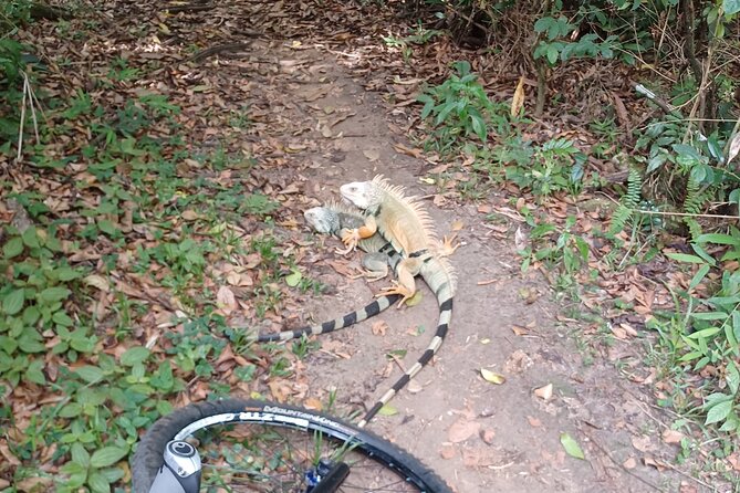Pristine Spring and Cave Mountain Bike Tour