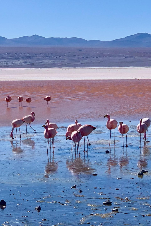 Private 1D Tour to Red Lagoon and Lípez Region From Uyuni
