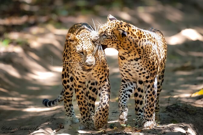 Private 8 Day Tour in Sri Lanka