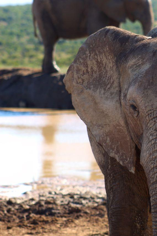 Private Addo Elephant National Park Full Day Guided Tour
