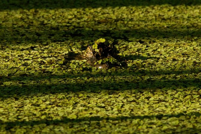 Private Airboat Swamp Tour