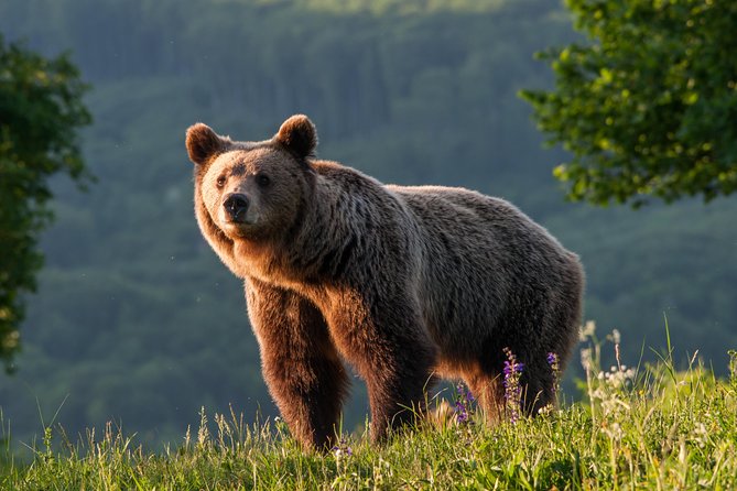 Private Brown Bear Watching Experience Near Odorheiu Secuiesc