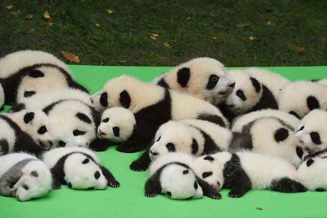 Private Chengdu Highlights Day Trip: Panda Base and City From Xian by Train