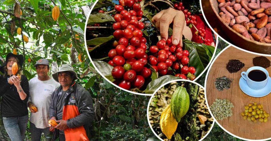 Private Chocolate or Coffee Tour of Huayopata in 2 Days