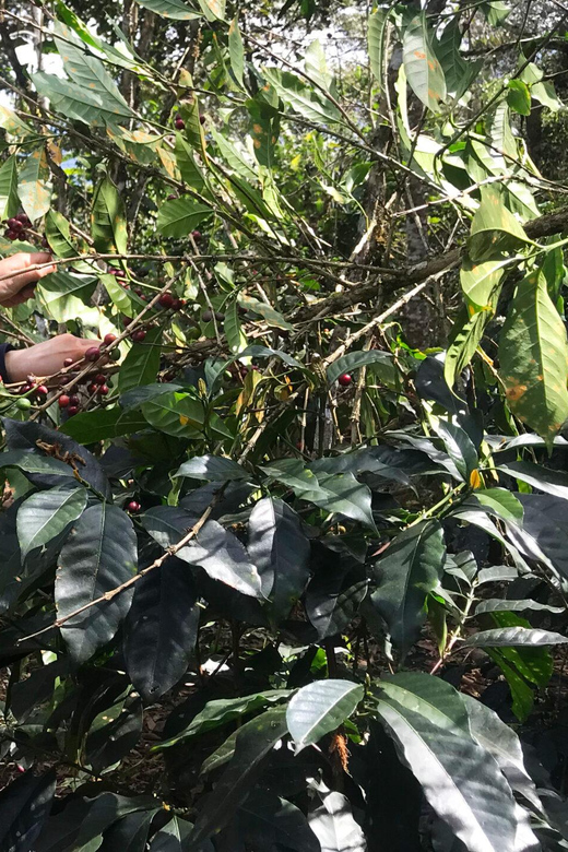 Private Coffee Tour of Huayopata