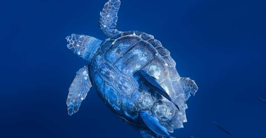 Private Day Seafari in the Azores Follow Marine Biologist - Seafari Overview