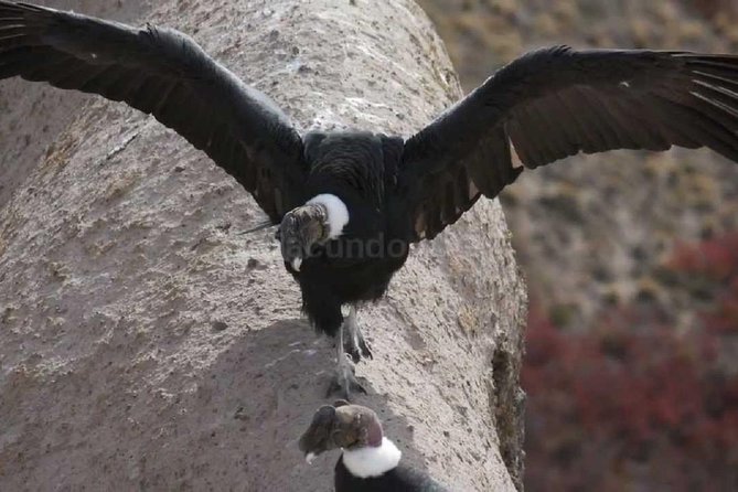 Private Day Tour: Antisana Volcano, Nature, Birds & Condors Watching