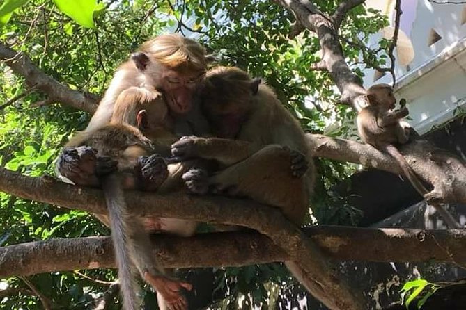 Private Day Tour Around Sri Lanka