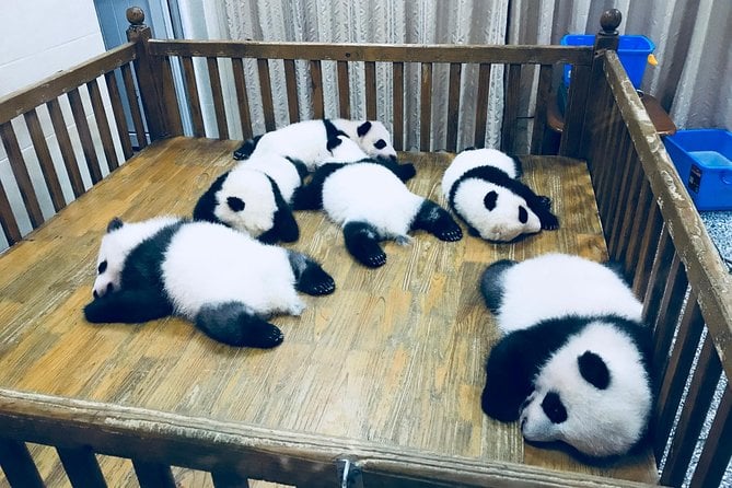 Private Day Tour: Chengdu Panda Base & Downtown Walking Tour - Tour Highlights