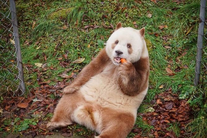 Private Day Tour: Xian Panda（QI ZAI）and City Highlights