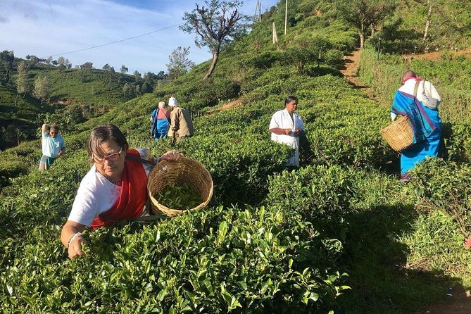 Private Day Trip: Horton Plains and Pedro Tea Factory From Nuwara Eliya