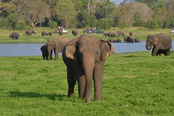 Private Day Trip to Pidurangala Rock & Jeep Safari From Colombo