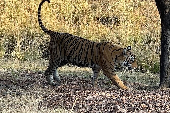 Private Day Trip to Ranthambore National Park From Jaipur