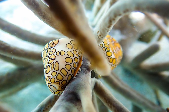 Private Dive Charter Incl. Captain Dive Guide 2 Dives Incl. Gear