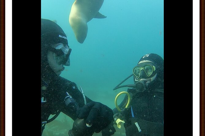 Private Diving Experience With Sea Lions in Punta Loma