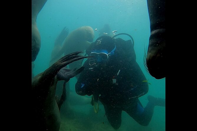 Private Diving Experience With Sea Lions in Punta Loma