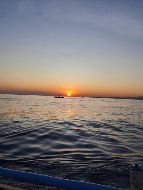 Private Dolphin Tour, Swim With Dolphin and Snorkeling