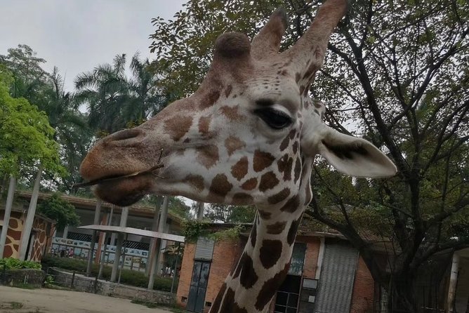 Private Family Day Tour in Guangzhou to Grandview Aquarium and Guangzhou Zoo