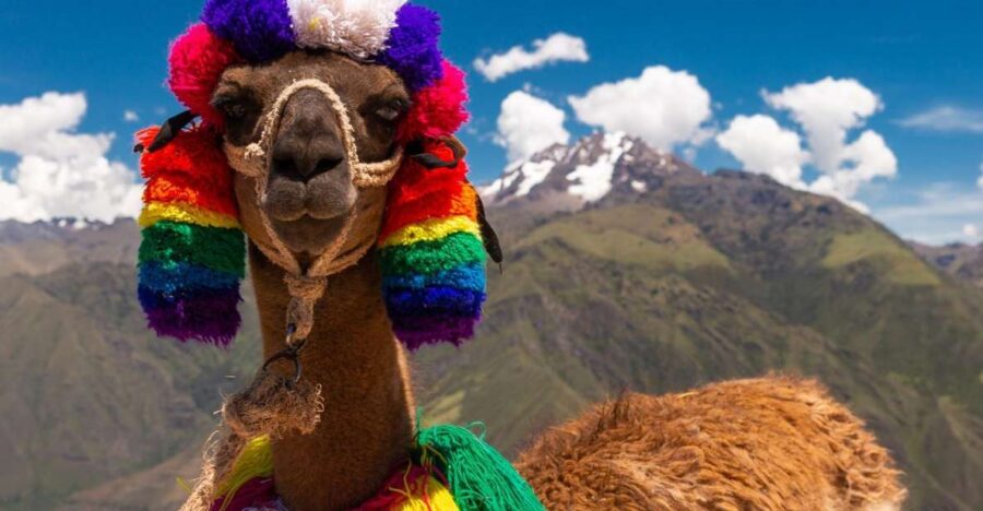 Private From Cusco| Alpaca Therapy + Creative Craftsmanship