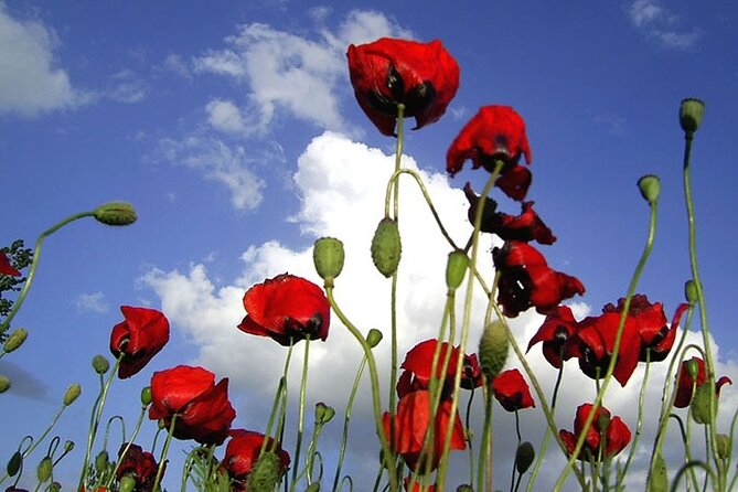 Private Gallipoli Full-Day Trip From Istanbul - Overview of the Tour