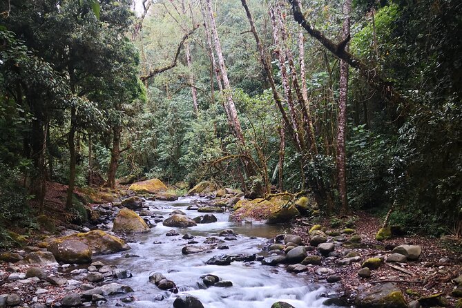 Private Half-Day Birding at Monteverde Cloud Forest