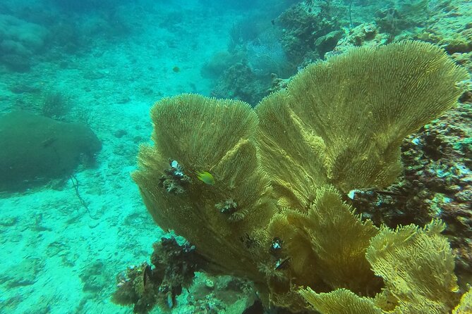 Private Half-Day Scuba Diving With Expert (1dive)