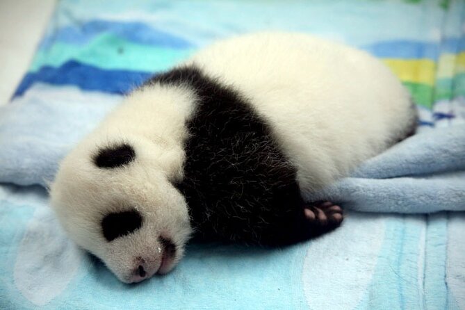 Private Leshan Day Trip With Panda Base