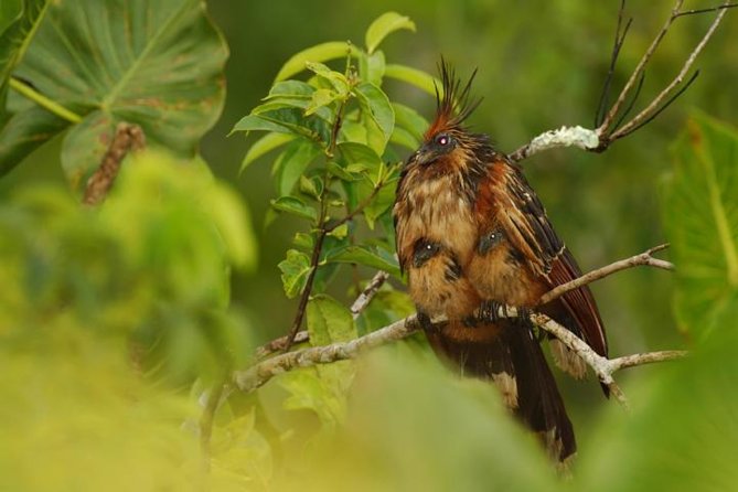 Private Mindo Cloud Forest Tour From Quito - Tour Overview