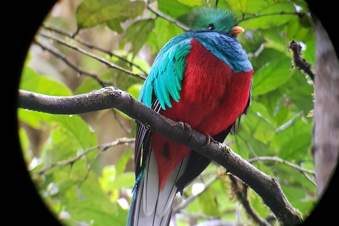 Private Natural History Walk in Monteverde - Overview and Rating
