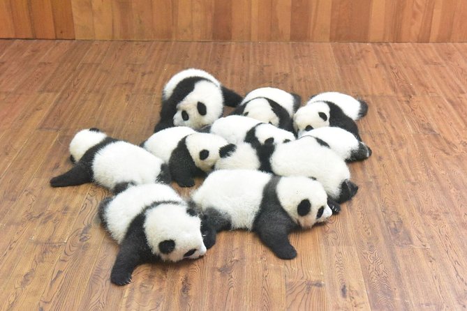Private One Day Chengdu Panda Tour and Chengdu City Visiting