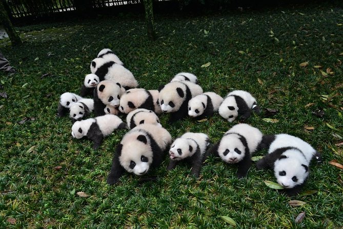 Private Panda Base and Leshan Buddha Day Tour From Chongqing