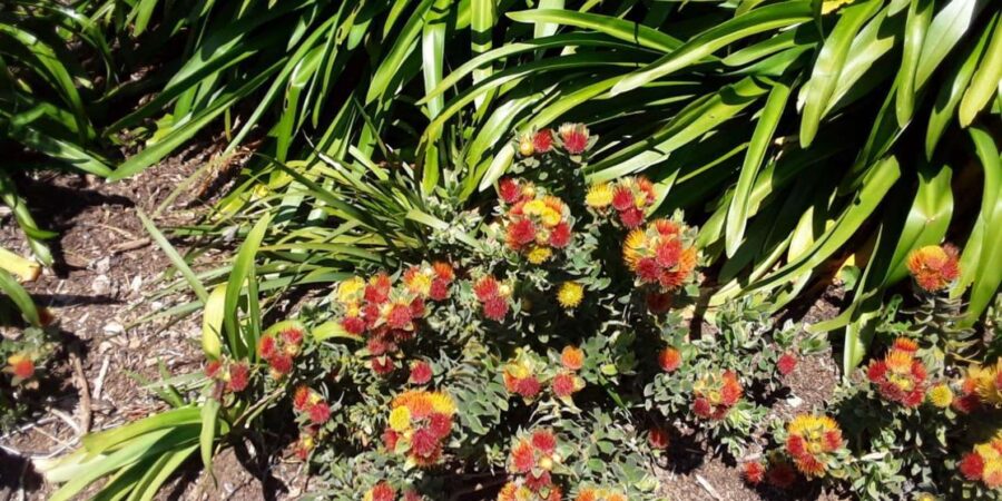 Private Quad Biking & Kirstenbosch Botanical Garden Day Tour