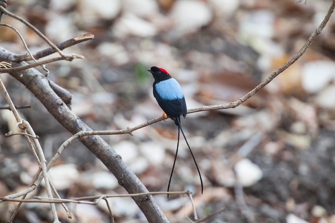 Private Rincón De La Vieja Bird Watching Tour