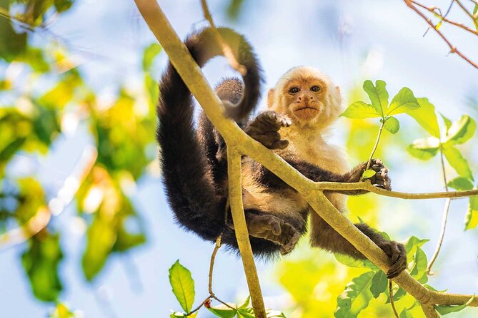 Private Roatan Sloths and Island Tour