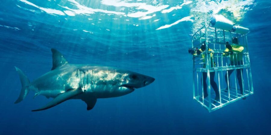 Private Shark Cage Diving