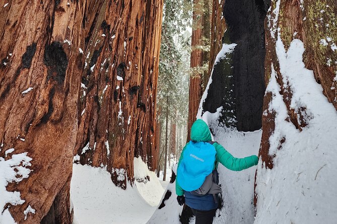 Private Snowshoe Adventure – Sequoia National Park