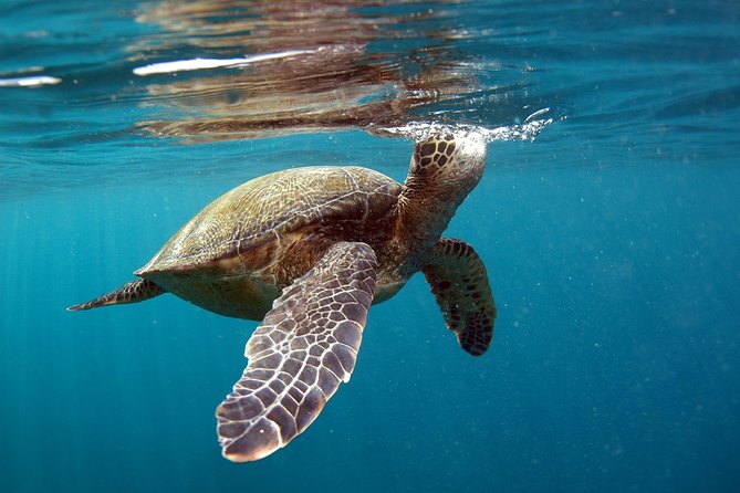 Private Stand Up Paddling Lesson in Makena - Overview of the Experience