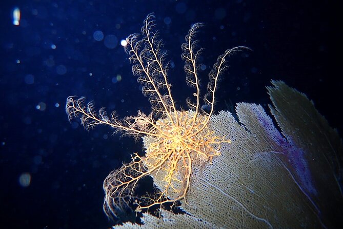 Private Sunset Charter + Guided Night Snorkeling in St Thomas - Meeting and Pickup Details