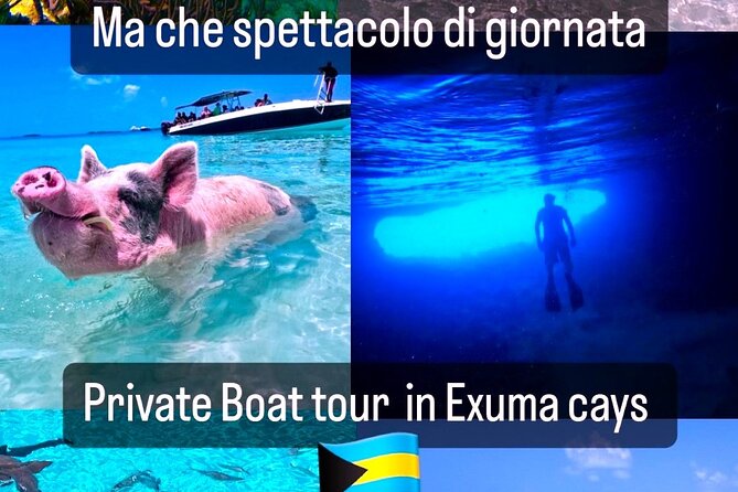 Private Swimming With Wild Pigs in Exuma – a Taste of Paradise!