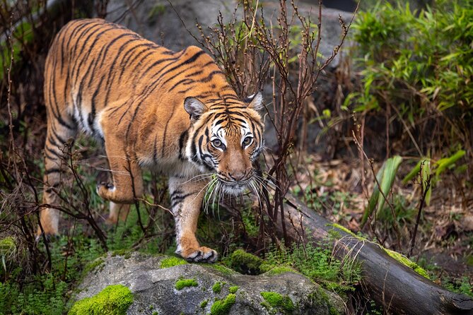 Private Taj Mahal & Ranthambore Wildlife Safari Tour From Delhi - Tour Overview and Itinerary