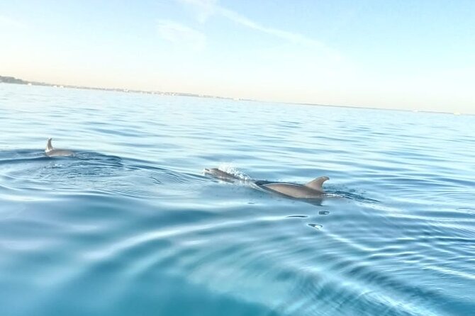 PRIVATE TOUR ! 4-Hours Swiming With Dolphins, Snorkeling, Island by Speed Boat